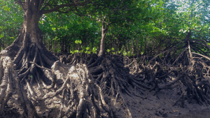 Mangroves in Madagascar - Sauce Shop